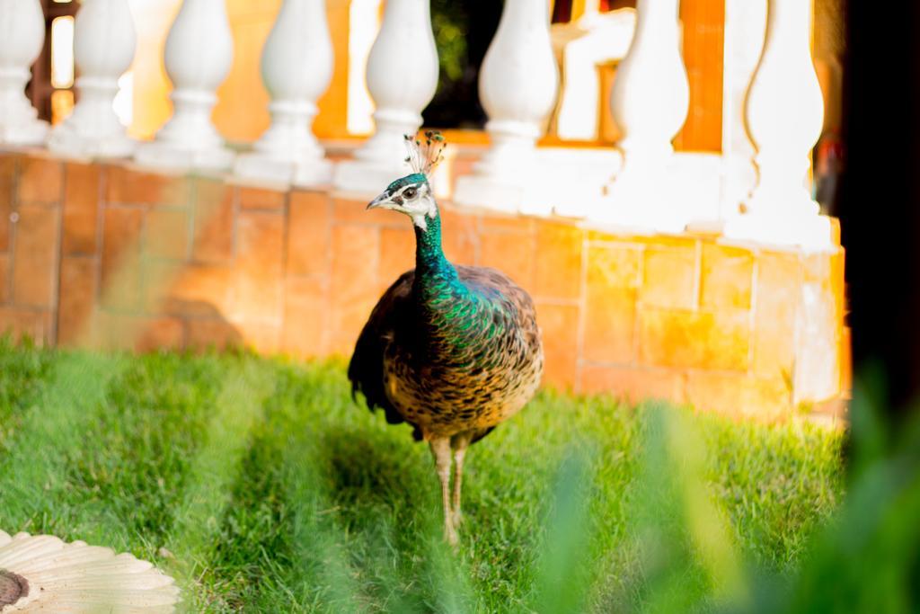 Pousada Recanto Do Sussego Hotel Olimpia Exterior photo